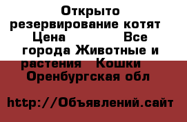 Открыто резервирование котят › Цена ­ 15 000 - Все города Животные и растения » Кошки   . Оренбургская обл.